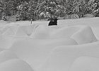 Monticules de neige dans un marécage : Bauges, Walks