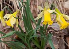 Jonquilles : Amaryllidaceae, Flowers, Vercors, Walks