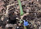 Gentiane de printemps (gentiana verna) : Flowers, Gentianaceae, Vercors, Walks