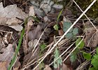 Dent de Chien (Erythronium dens-canis) : Flowers, Lilaceae, Vercors, Walks