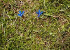 Gentiane de printemps  : Conest, Flowers, Gentianaceae, Walks