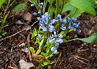 Scille lis-jacinthe (scilla liliohyacinthus) (?) : Chartreuse, Flowers, Lilaceae, Walks