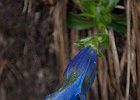 Gentaine : Chartreuse, Flowers, Gentianaceae, Walks