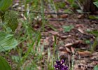 Orchis (?) : Chartreuse, Flowers, Orchidaceae, Walks