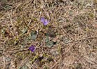 Crocus : Belledonne, Flowers, Iridaceae, Walks