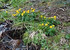 Renoncules : Belledonne, Flowers, Ranunculaceae, Walks