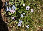 Myosotis : Boraginaceae, Dévoluy, Flowers, Walks