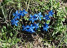 Gentianes : Dévoluy, Flowers, Gentianaceae, Walks