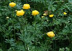 Trolles : Flowers, Ranunculaceae, Vercors, Walks