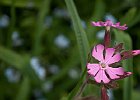Silène (?) : Caryophyllaceae, Flowers, Vercors, Walks