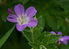 Géranium : Flowers, Geraniaceae, Vercors, Walks