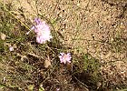 Unidentified flower : Flowers, Provence, Walks