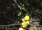 Immortelle Stoechas (?) : Asteraceae, Flowers, Provence, Walks