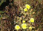 Urosperme de Dalechamps (?) : Asteraceae, Flowers, Provence, Walks
