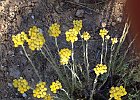 Immortelle Stoechas (?) : Asteraceae, Flowers, Provence, Walks