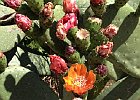 Figuier de Barbarie : Cactaceae, Flowers, Provence, Walks