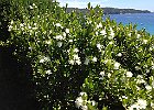 Myrte : Flowers, Myrtaceae, Provence, Walks