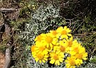 Séneçon Cendré : Asteraceae, Flowers, Provence, Walks