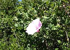 Liseron : Convulvulaceae, Flowers, Provence, Walks