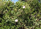 Liseron : Convulvulaceae, Flowers, Provence, Walks