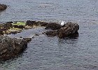 Cap Taillat - mouette unijambiste? : Provence, Walks