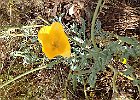 Pavot cornu (?) : Flowers, Papaveraceae, Provence, Walks