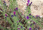 Grémil rouge-bleu (buglossoides purpurocaerulea)? : Boraginaceae, Flowers, Provence, Walks