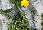 Arnica ou Oeil de Boeuf (?) : Asteraceae, Chartreuse, Flowers, Walks
