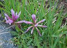 Astragale de Montpellier (Astragalus monspessulanus)   : Belledonne, Fabaceae, Flowers, Walks