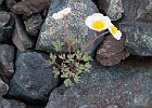 Renoncule des glaciers (Ranunculus glacialis) : Belledonne, Flowers, Ranunculaceae, Walks